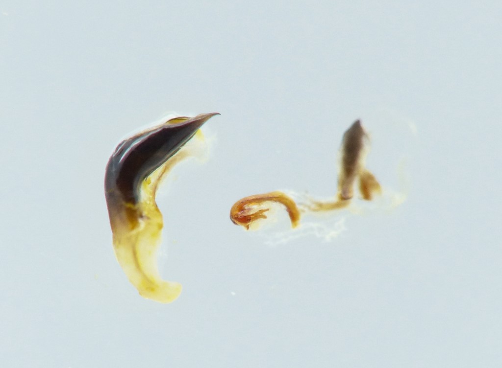 Kornbladbille (Oulema melanopus)