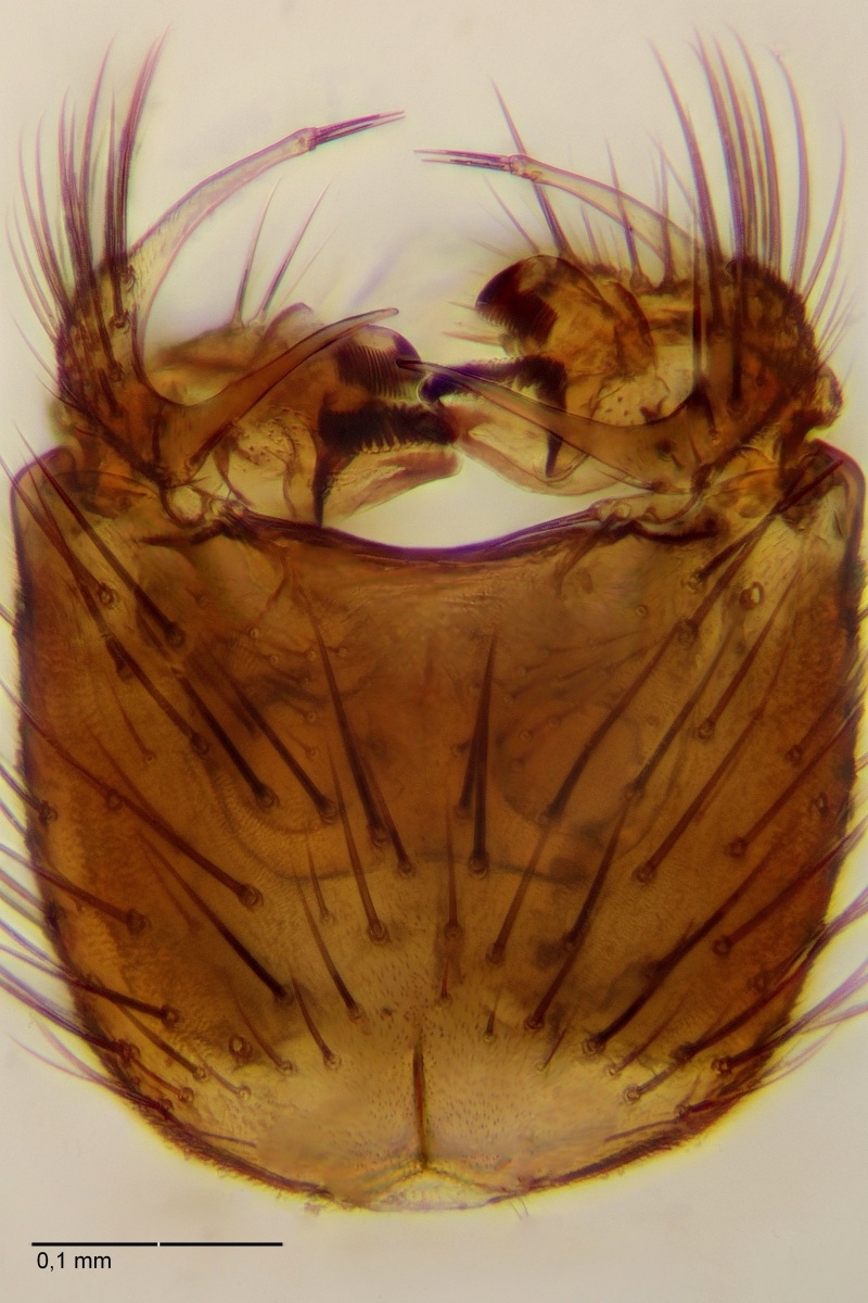 Phronia cinerascens (Phronia cinerascens)