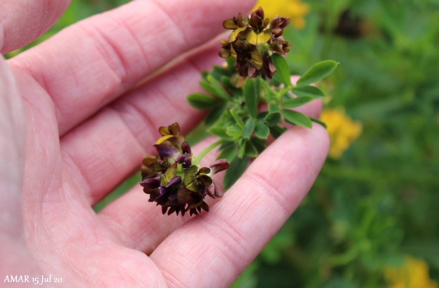 Sand-Lucerne (Medicago sativa ssp. x varia)
