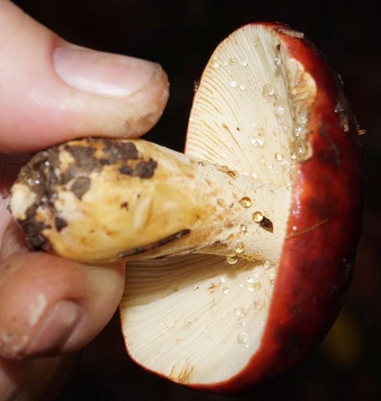 Knippe-Skørhat (Russula viscida)