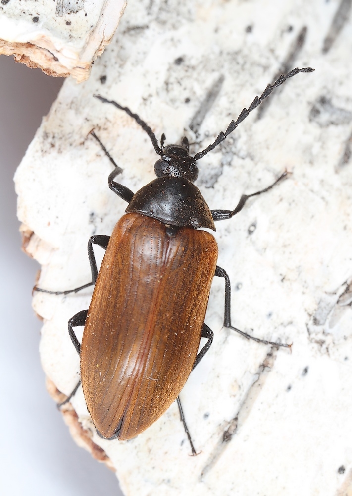 Pseudocistela ceramboides (Pseudocistela ceramboides)