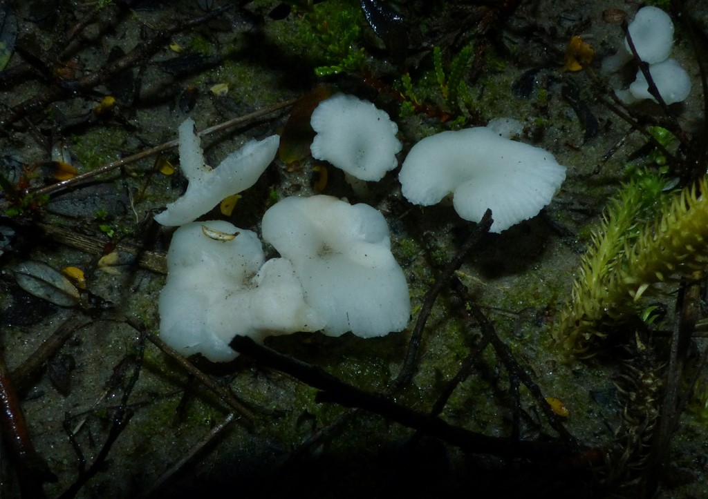 Hvid Navlehat (Omphalina mutila)