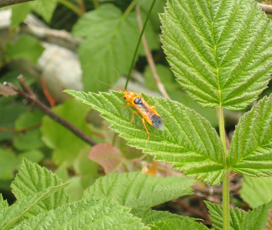 Pamphilius betulae (Pamphilius betulae)