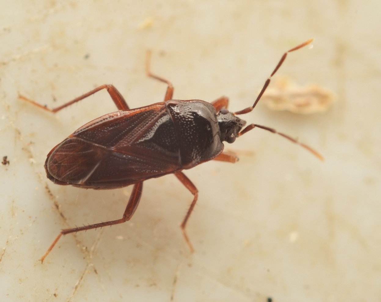 Skinnende Frøtæge (Lamproplax picea)
