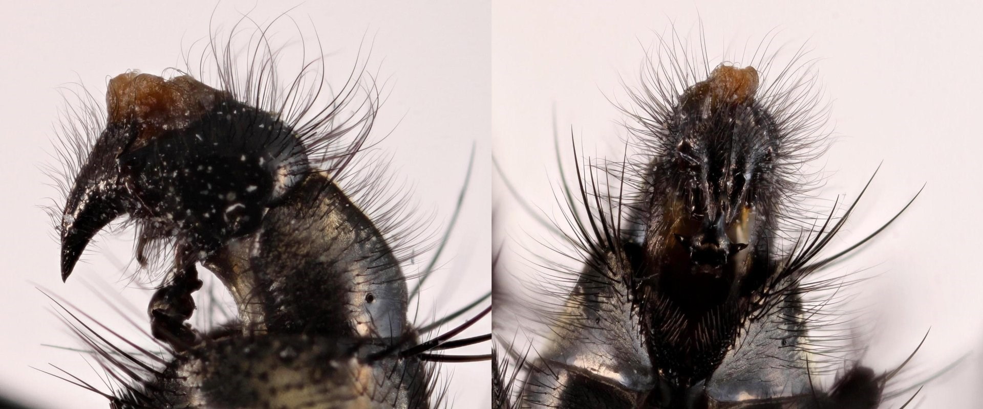 Sarcophaga rosellei (Sarcophaga rosellei)