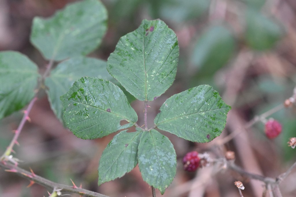 Rigtblomstret Brombær (Rubus polyanthemus)