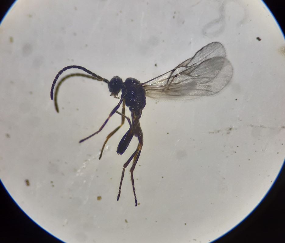 Diaeretiella rapae (Diaeretiella rapae)