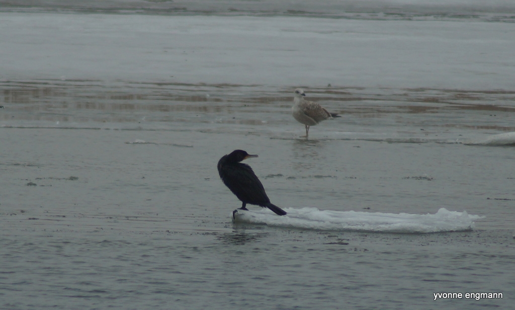 Skarv (Phalacrocorax carbo)