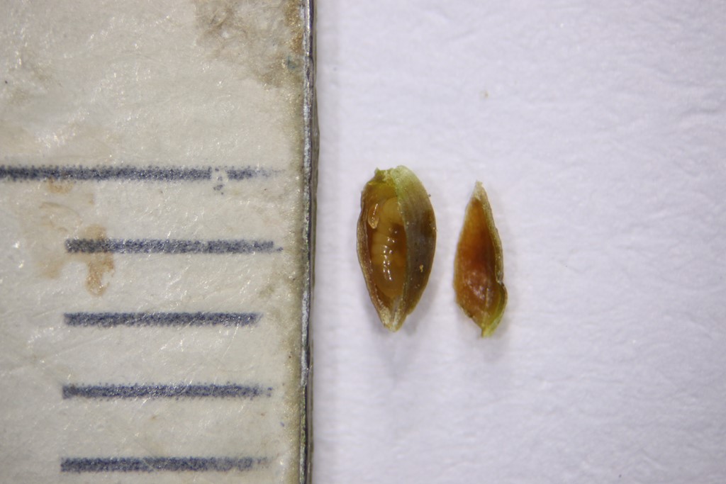 Oligotrophus gemmarum (Oligotrophus gemmarum)