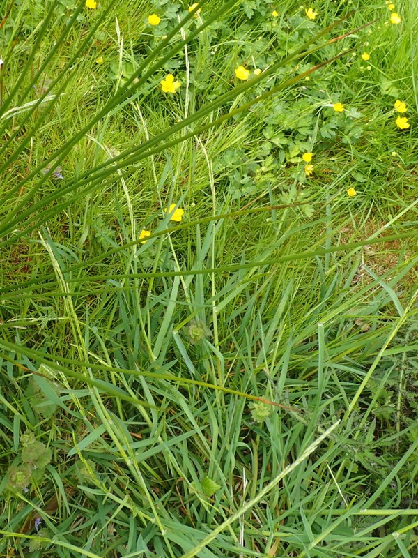 Glyceria declinata x fluitans (Glyceria declinata x fluitans)