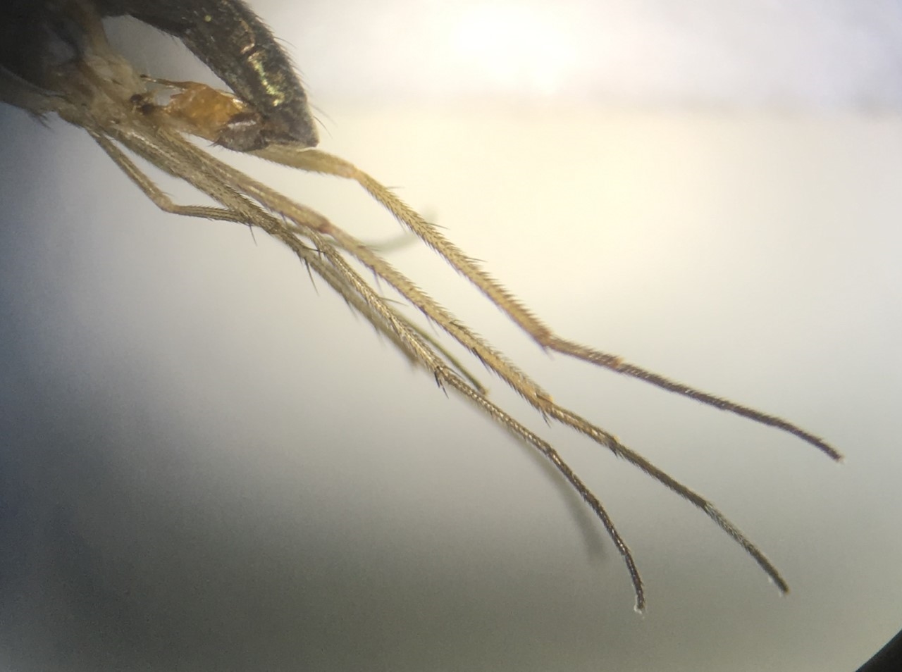 Sybistroma obscurellum (Sybistroma obscurellum)