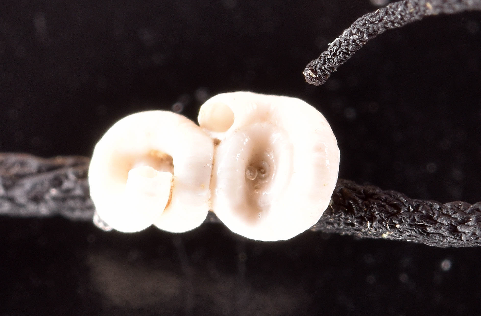 Circeis spirillum (Circeis spirillum)