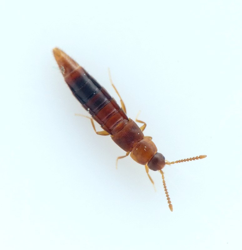 Oxypoda exoleta (Oxypoda exoleta)