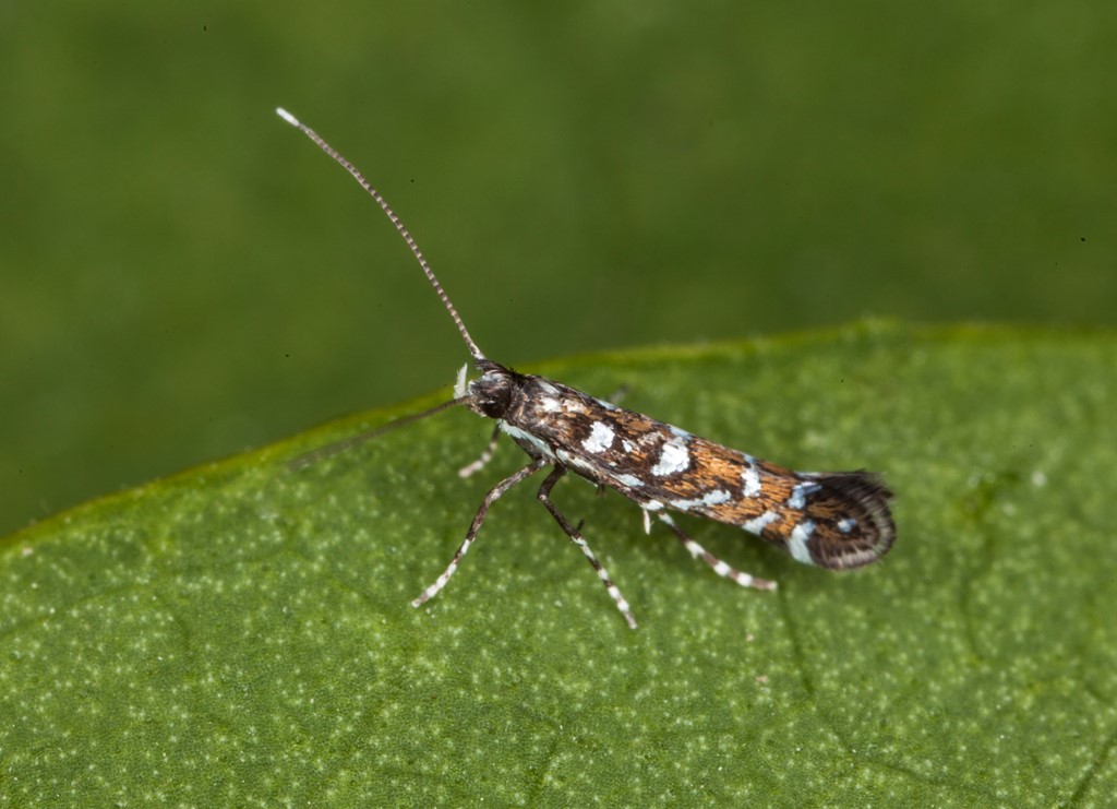 Krageklostyltemøl (Parectopa ononidis)