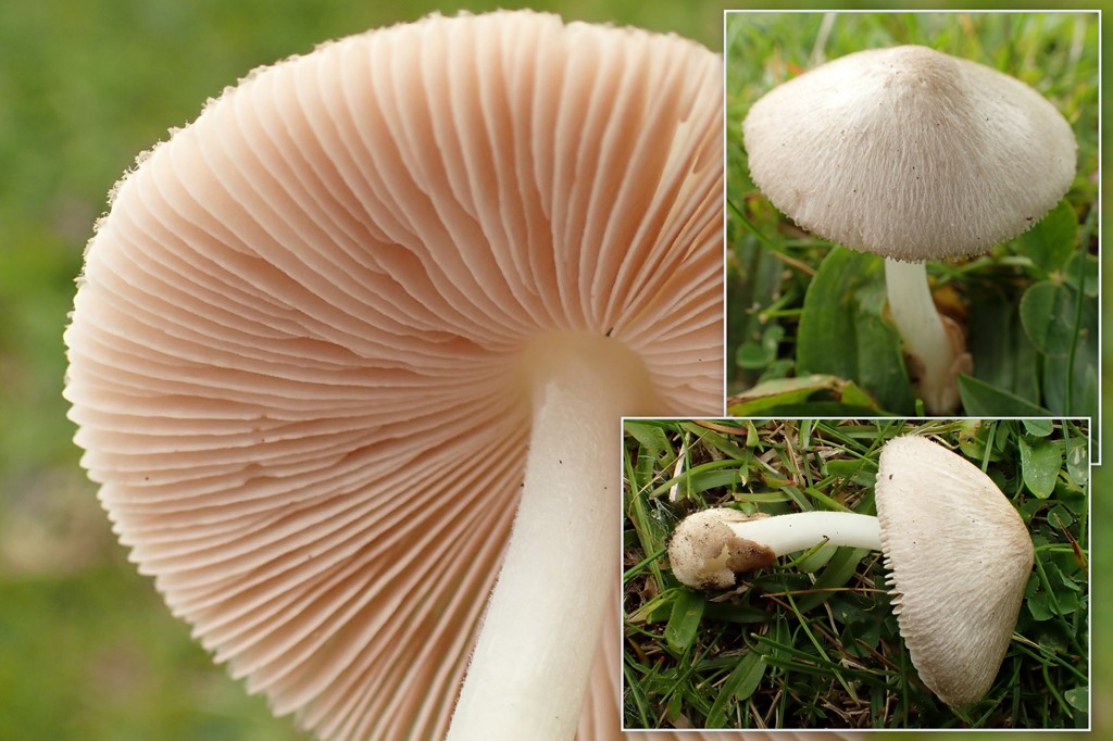 Musegrå Posesvamp (Volvariella murinella)