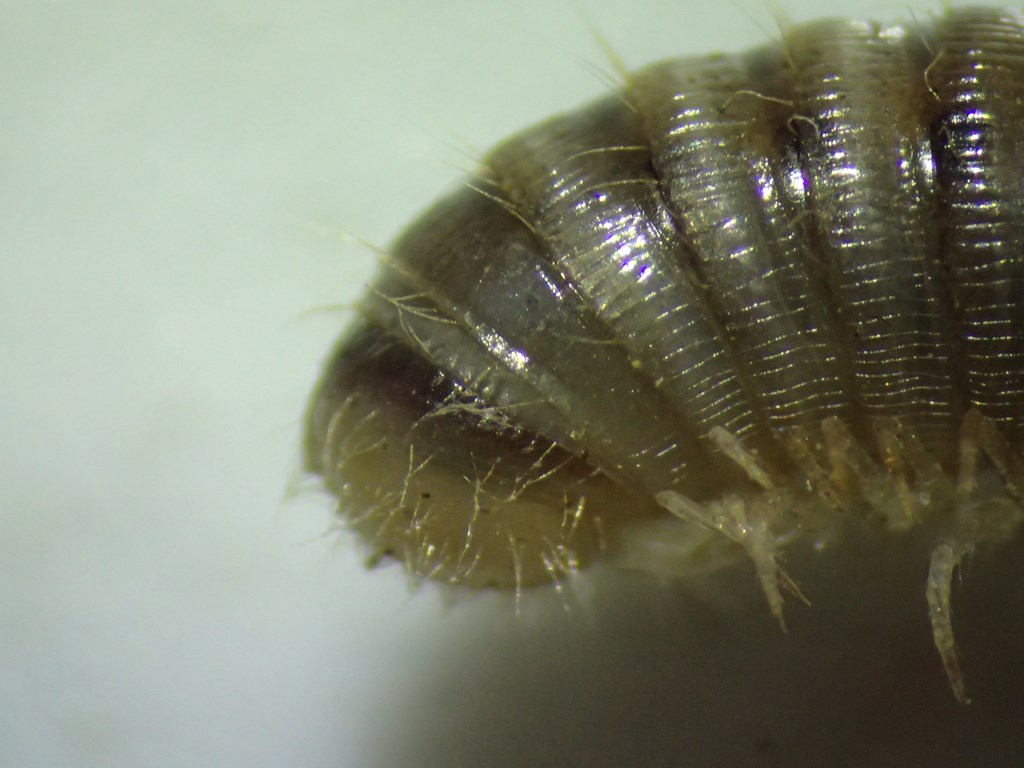 Cylindroiulus parisiorum (Cylindroiulus parisiorum)