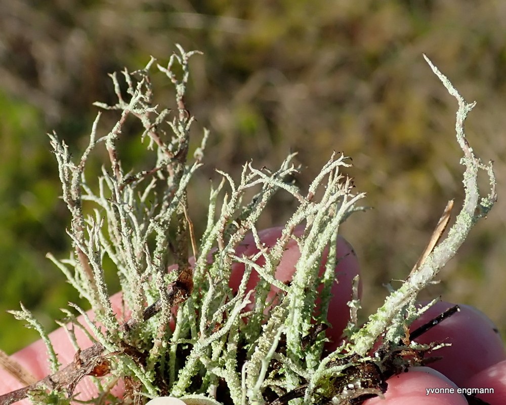 Ru Bægerlav (Cladonia scabriuscula)