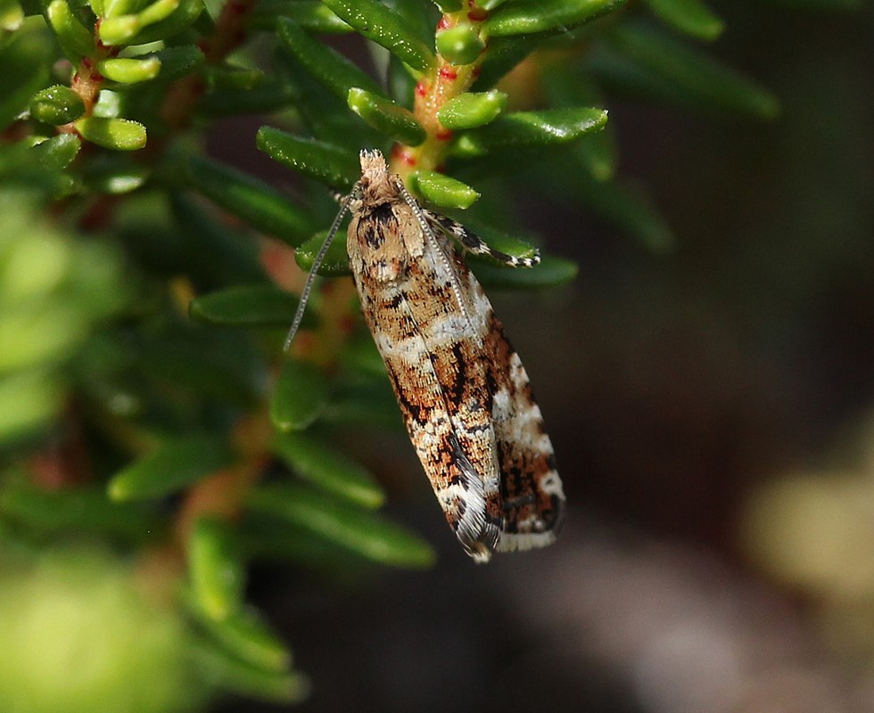 Litografilyngvikler (Phiaris schulziana)