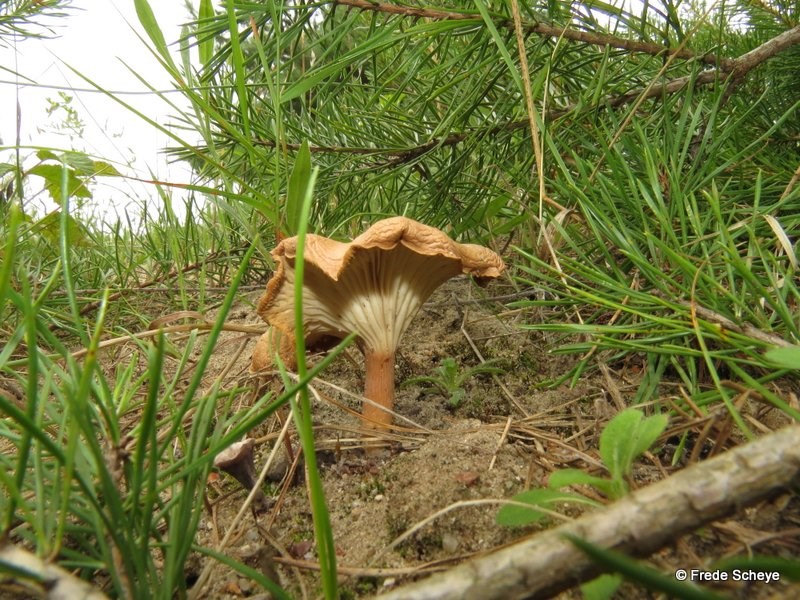 Svedje-Tragthat (Clitocybe sinopica)