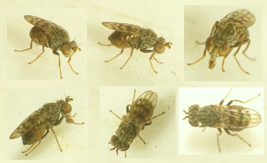 Philygria interstincta (Philygria interstincta)