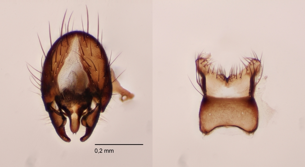 Egle rhinotmeta (Egle rhinotmeta)