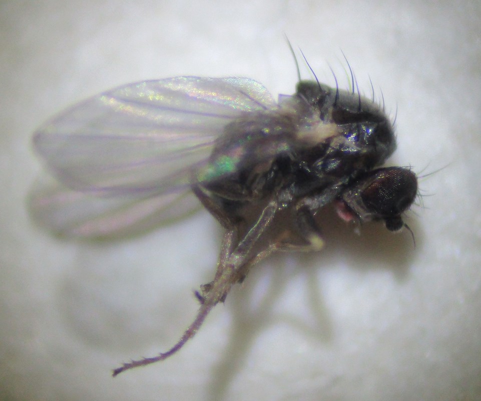 Chromatomyia lonicerae (Chromatomyia lonicerae) Naturbasen