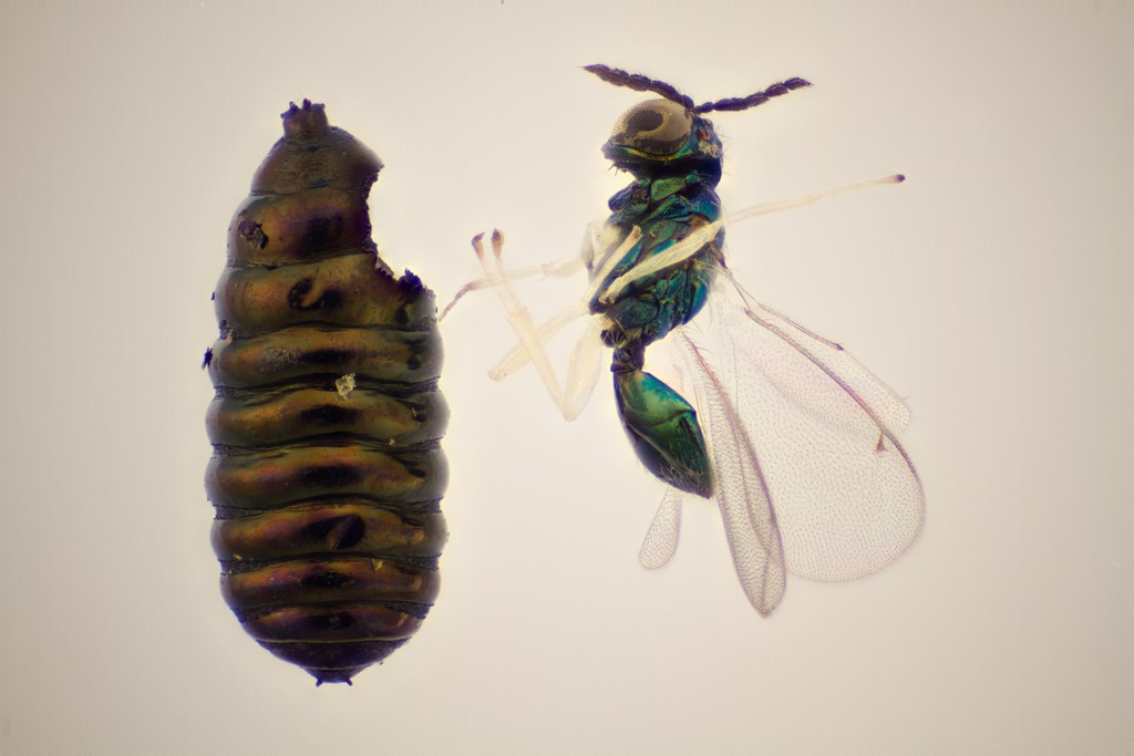 Chrysocharis polyzo (Chrysocharis polyzo)