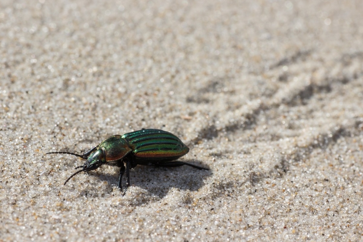 Lille Guldløber (Carabus nitens)