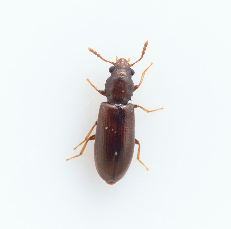 Lissodema cursor (Lissodema cursor) Naturbasen