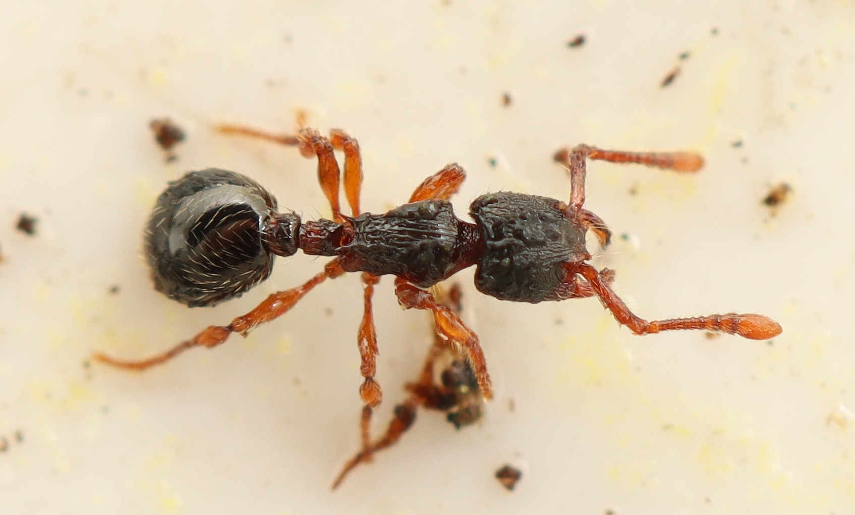 Sløvmyre (Myrmecina graminicola)