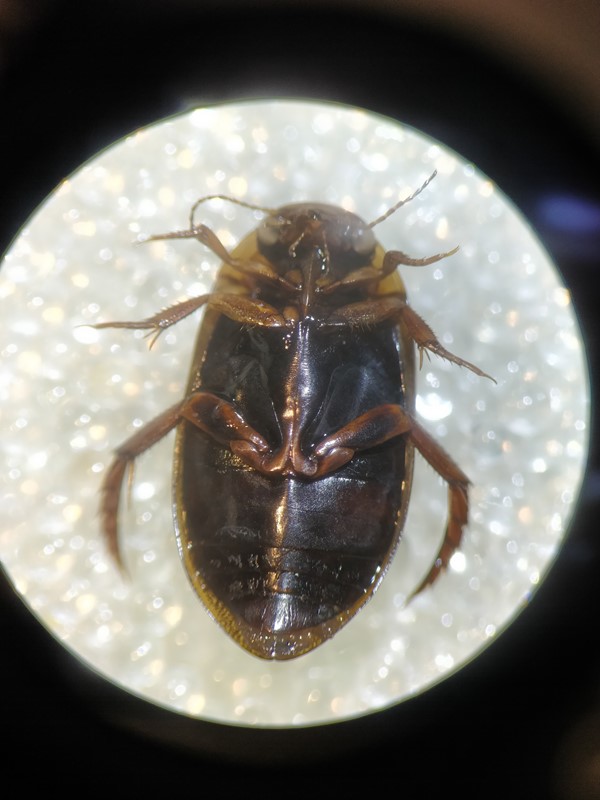 Rhantus notaticollis (Rhantus notaticollis)