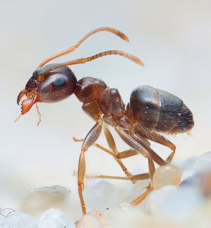 Sandjordsmyre (Lasius psammophilus)