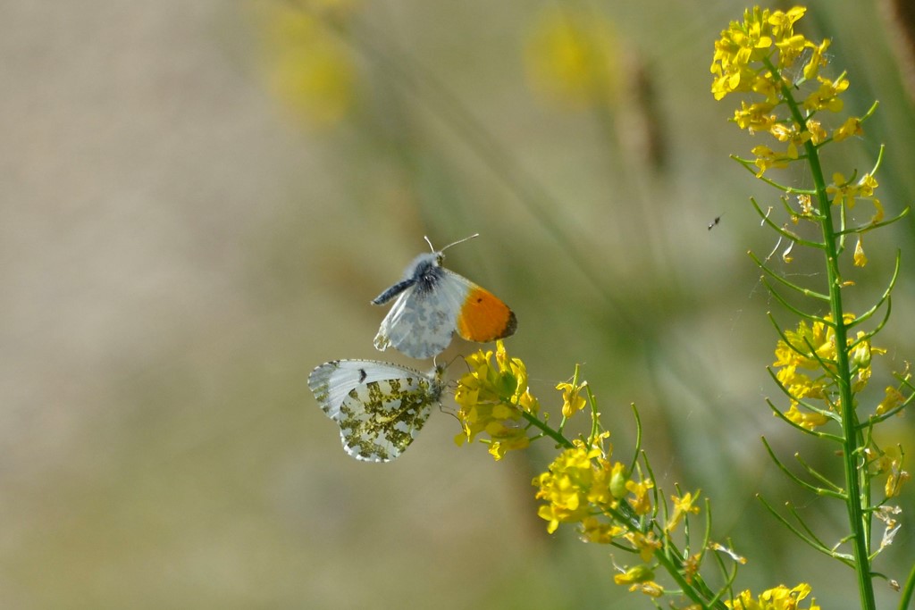 Aurora (Anthocharis cardamines)