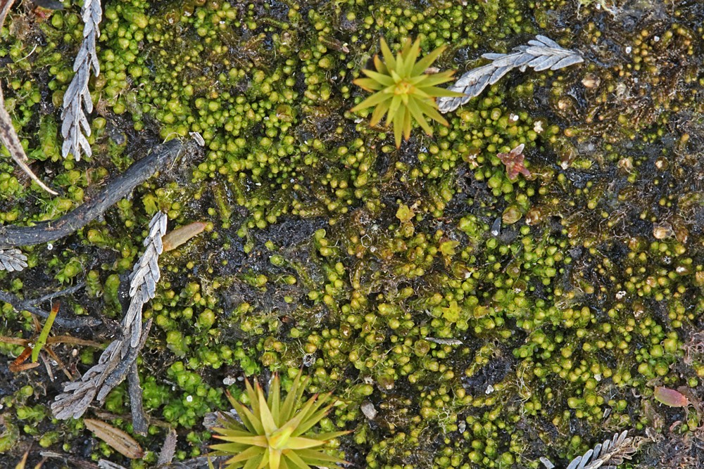 Sand-Vævmos (Cladopodiella francisci)