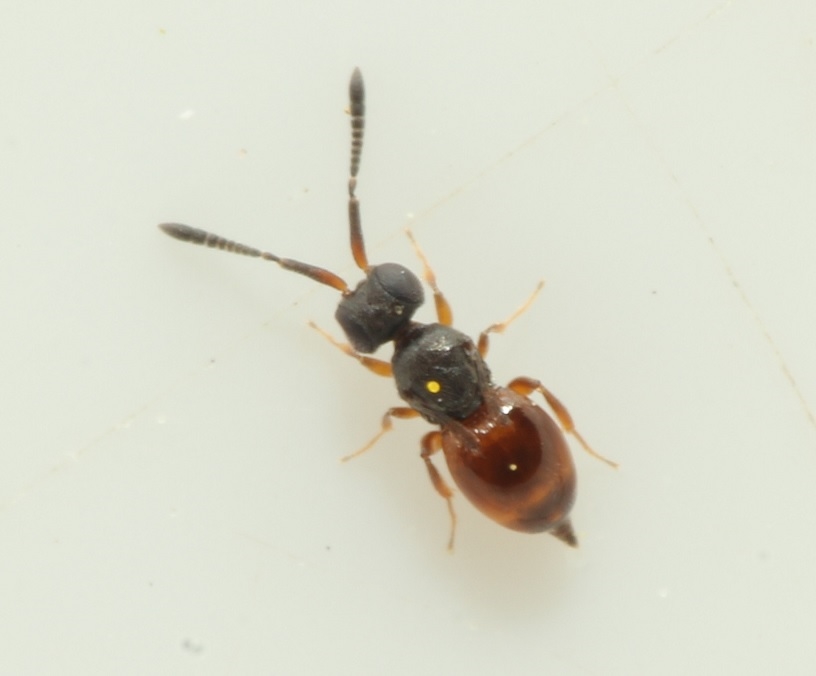 Ceraphron brevipennis (Ceraphron brevipennis)