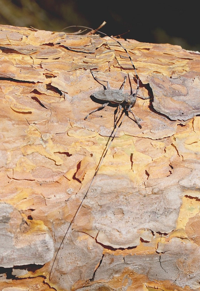Tømmermand (Acanthocinus aedilis)