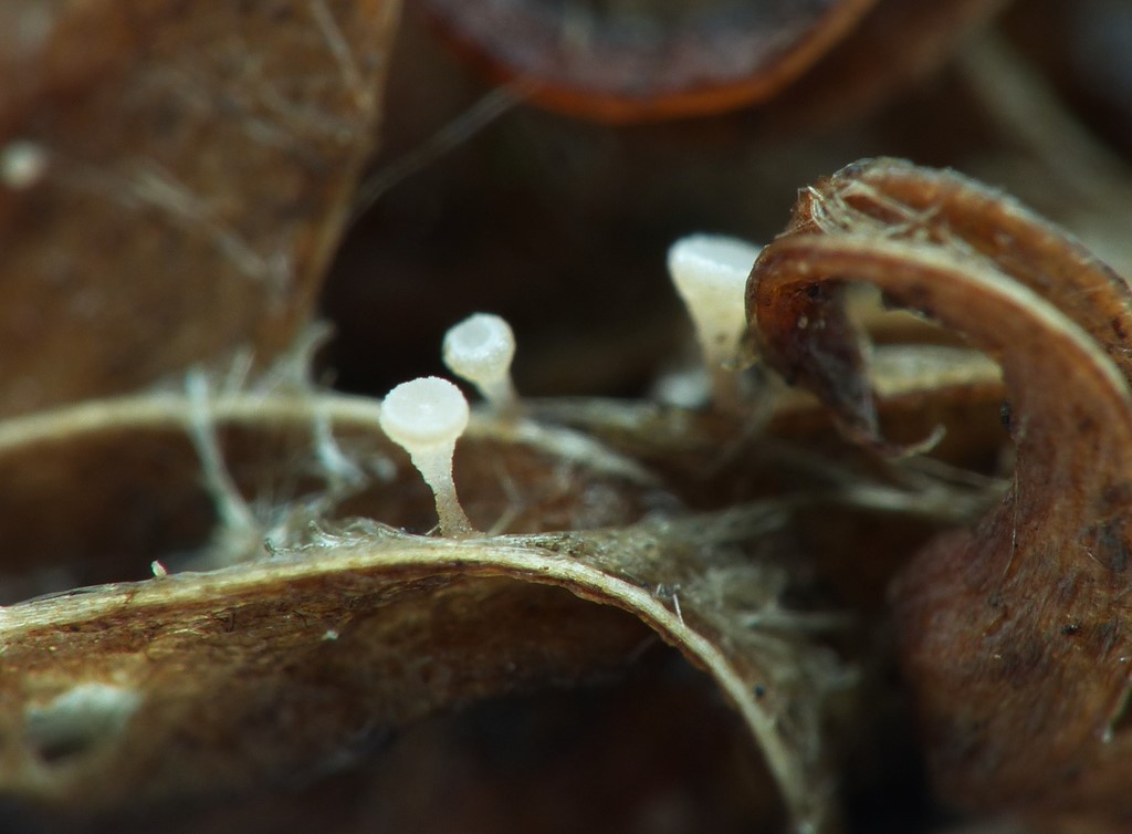 Rakle-Stilkskive (Crocicreas amenti)