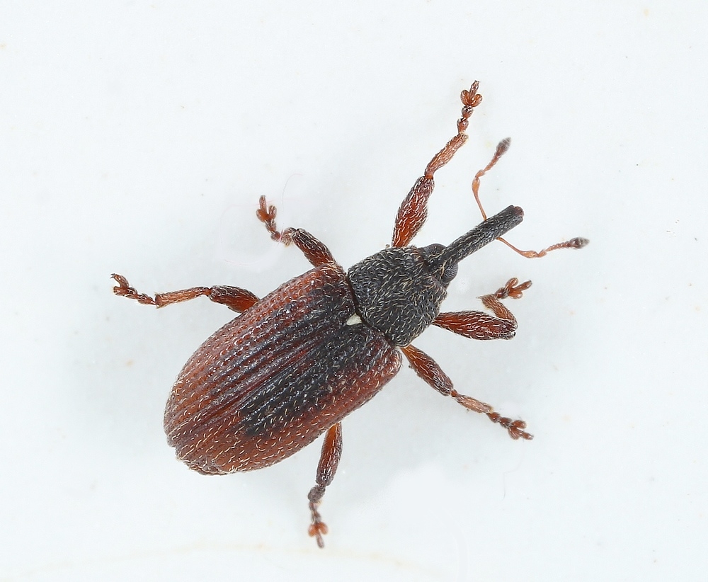 Bradybatus kellneri (Bradybatus kellneri)