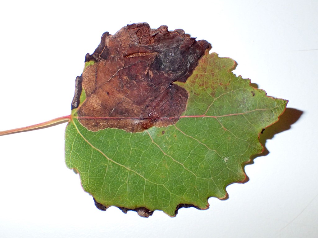 Aspeminérbladhveps (Heterarthrus ochropoda)