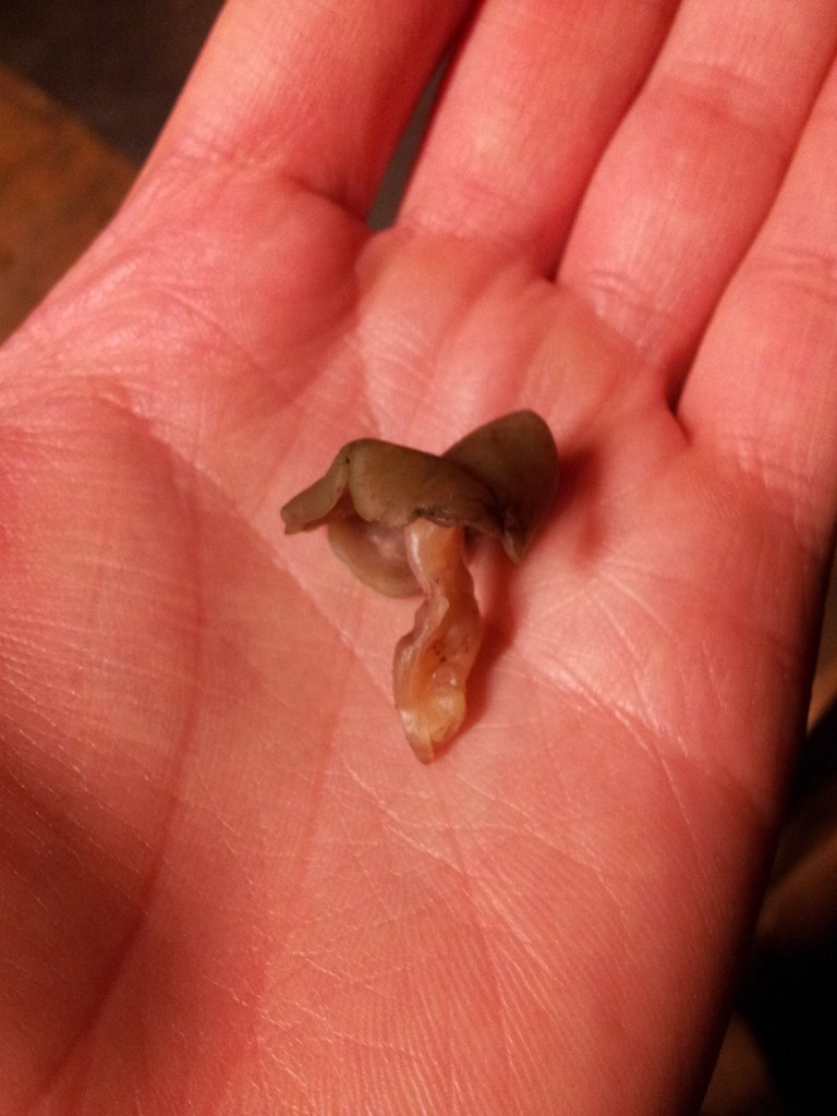 Ascocoryne turficola (Ascocoryne turficola)