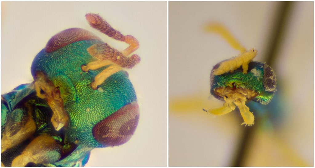 Mesopolobus sericeus (Mesopolobus sericeus)