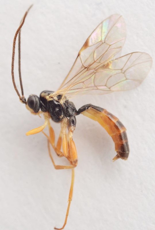 Syrphoctonus signatus (Syrphoctonus signatus)