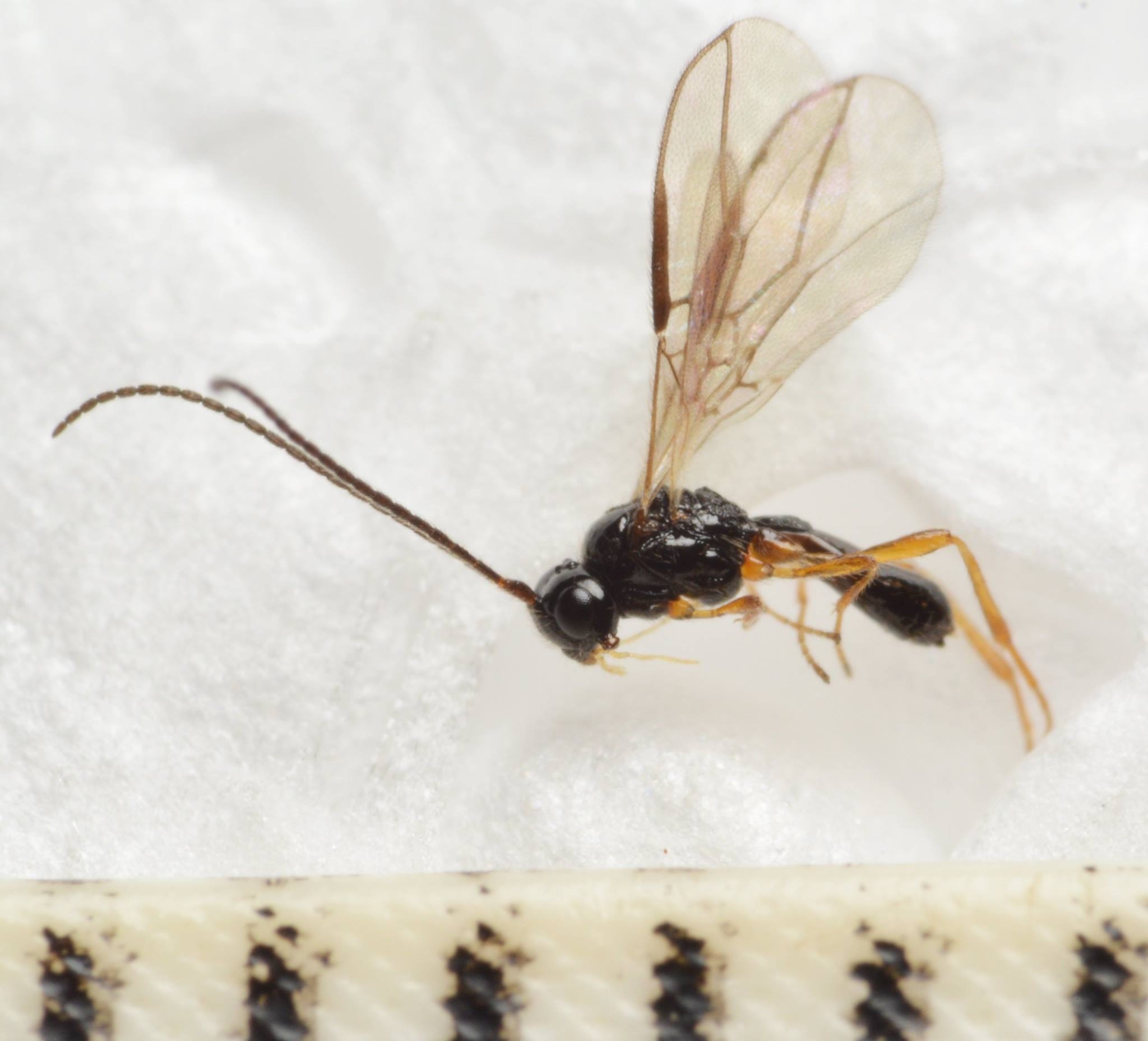 Orthostigma pusillum (Orthostigma pusillum)