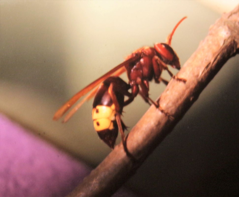 Orientalsk Gedehams (Vespa orientalis)