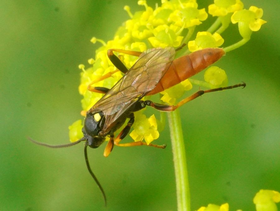 Ctenichneumon devylderi (Ctenichneumon devylderi)