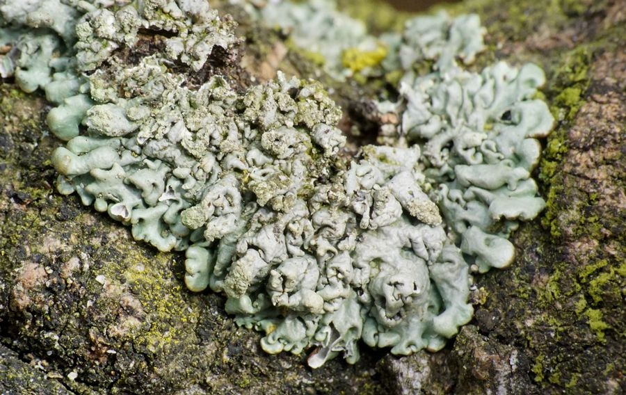 Grynet Kvistlav (Hypogymnia farinacea)