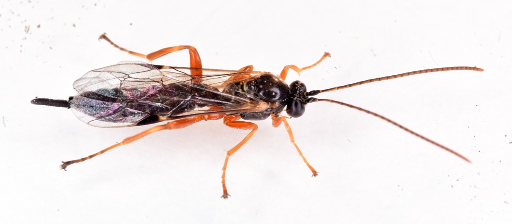 Firetandet Kroghveps (Apechthis quadridentata)