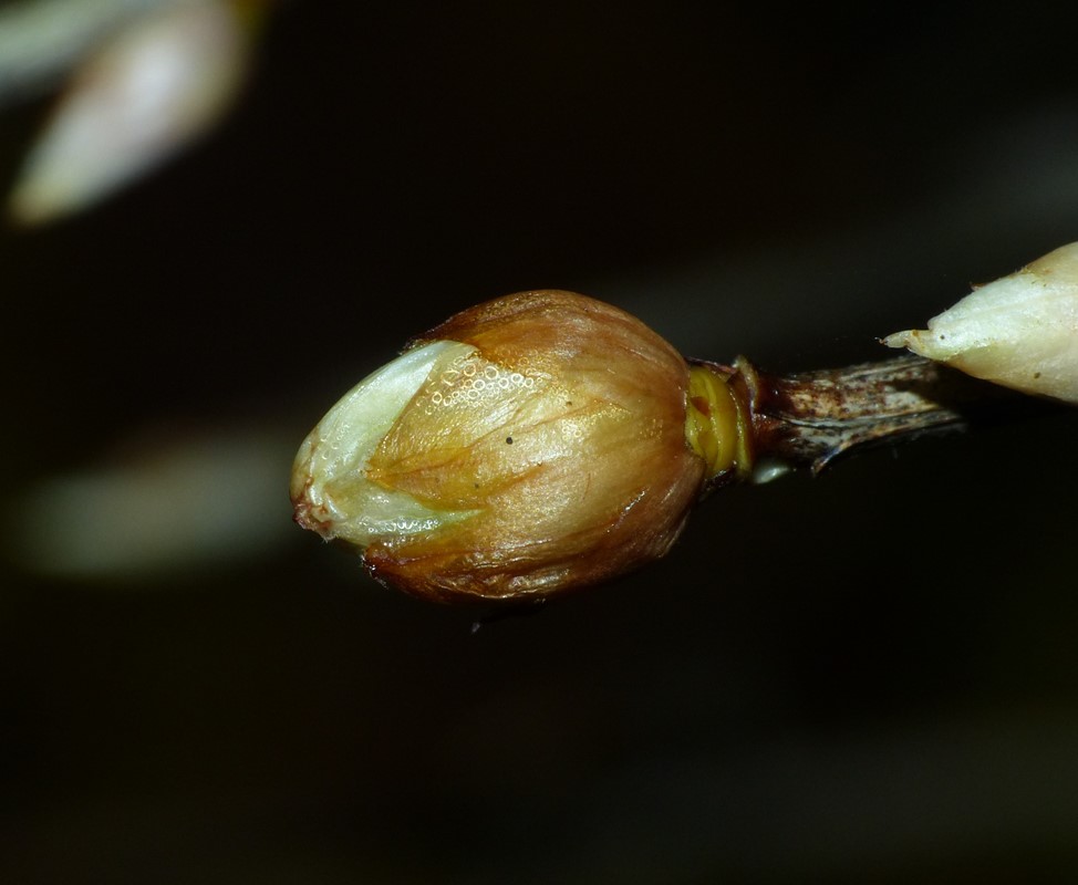 Cecidophyopsis alpina (Cecidophyopsis alpina)