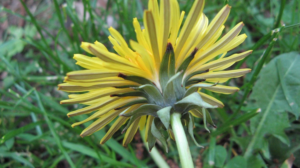 Indsnøret Vejmælkebøtte (Taraxacum insuetum)