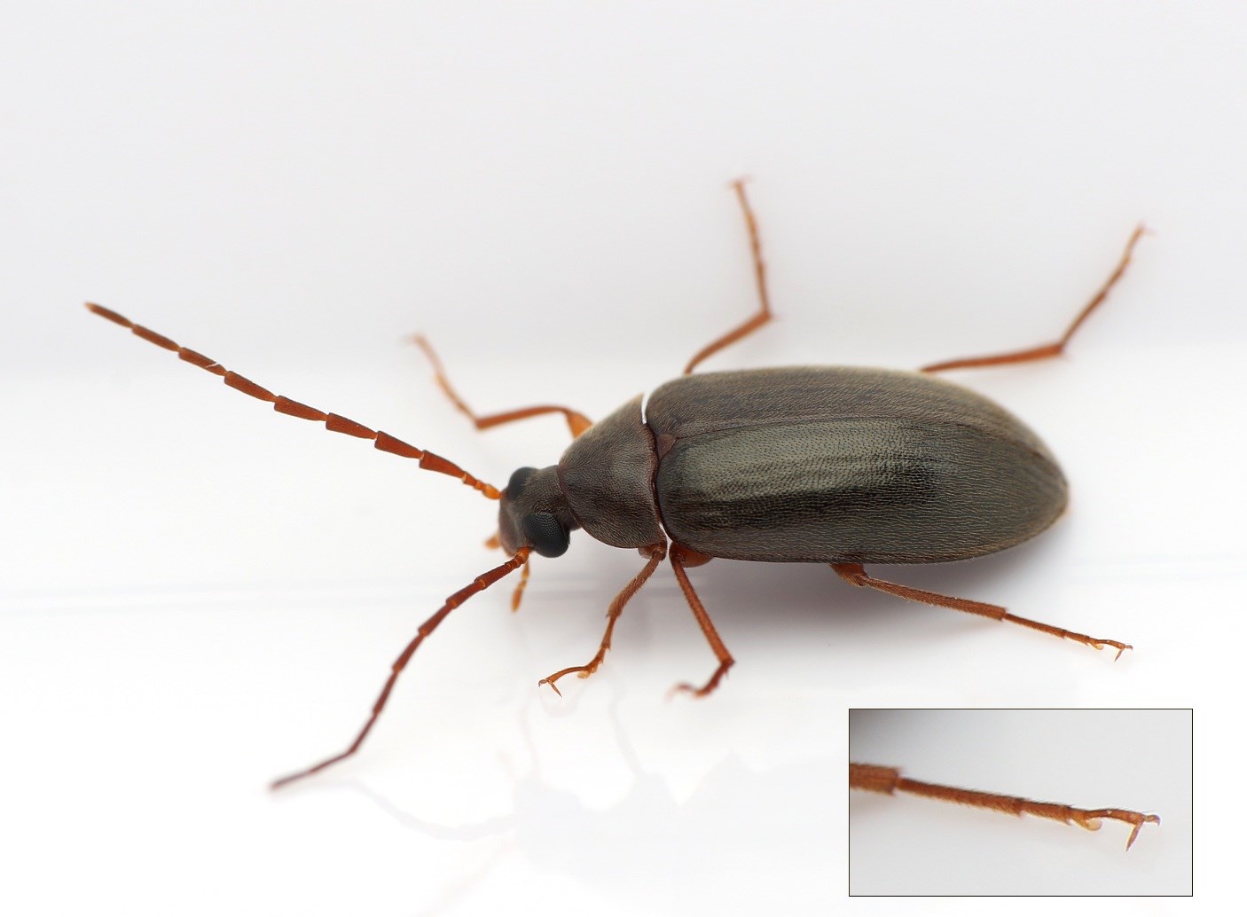 Klintskyggebille (Hymenalia rufipes)